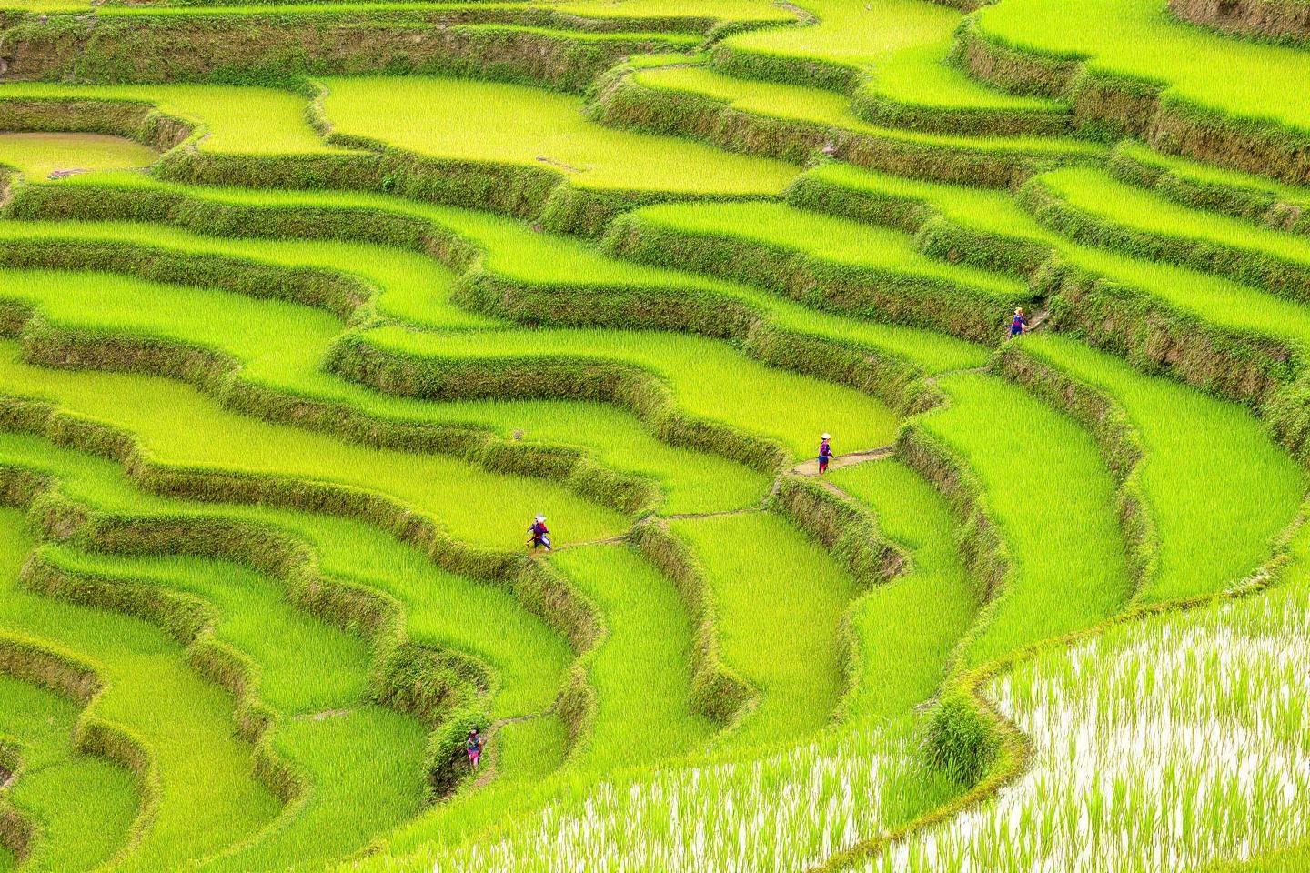 Les rizières de Batad et Banaue : trésors classés UNESCO aux Philippines