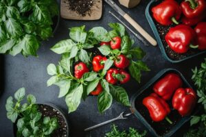 Comment cultiver et faire pousser le poivre chez soi