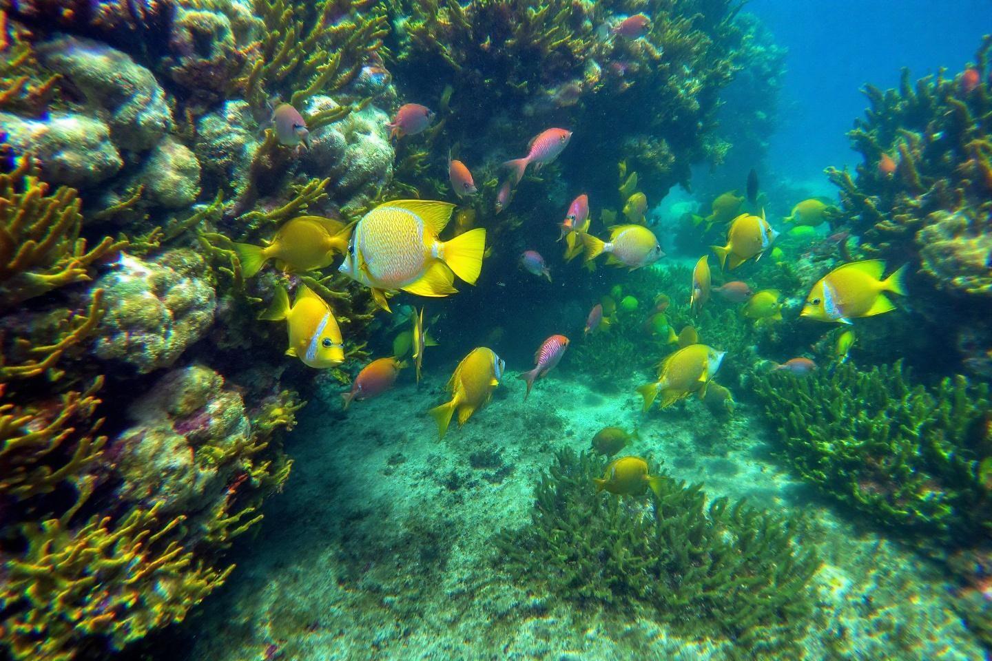 Observer les serpentines en Martinique : guide complet de plongée